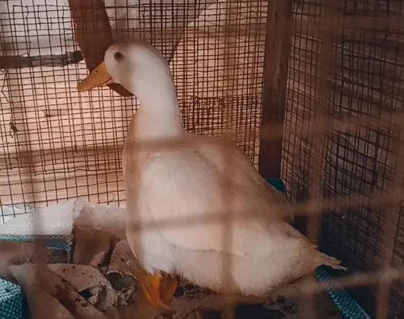 American peekan duck — photo 2