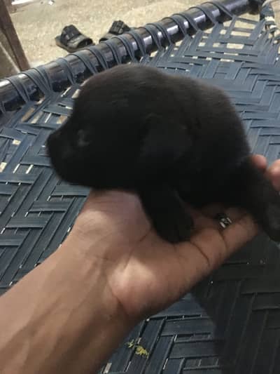 Labrador puppies 50k each puppy