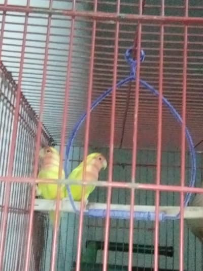 Love birds and cage for sale