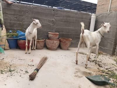 2 Teddy bakra full active ghr ka pala he WhatsApp or phone 03102740599