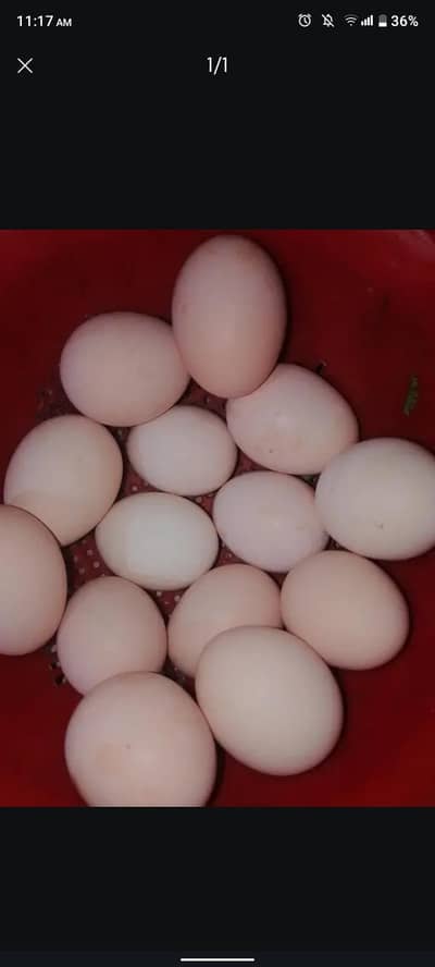 Aseels eggs