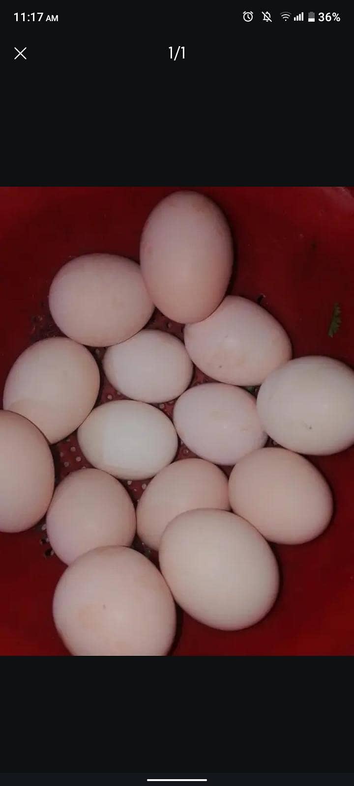 Aseels eggs 0