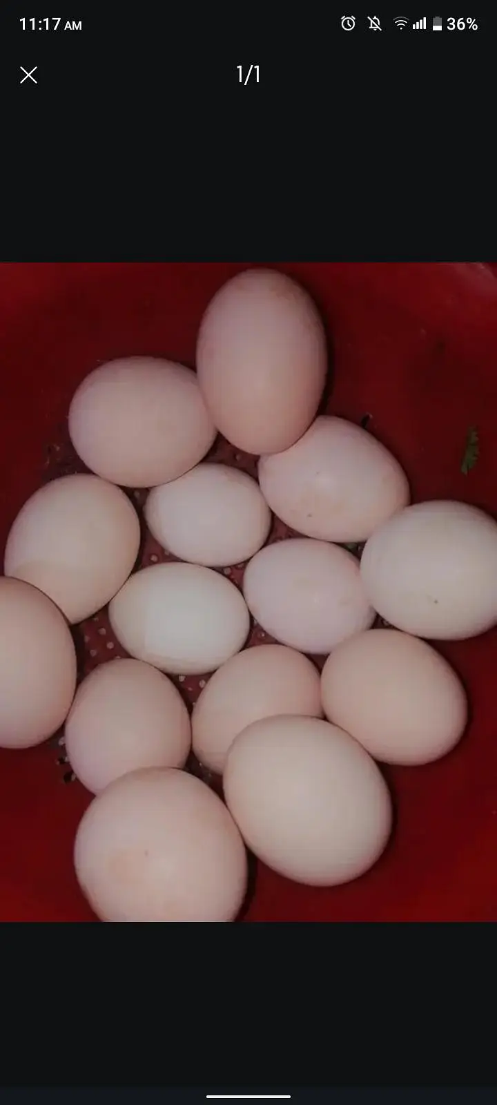 Aseels eggs