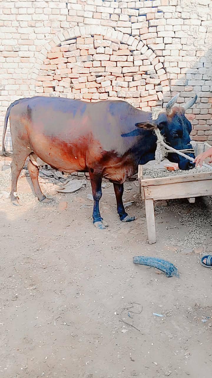 cowss 0