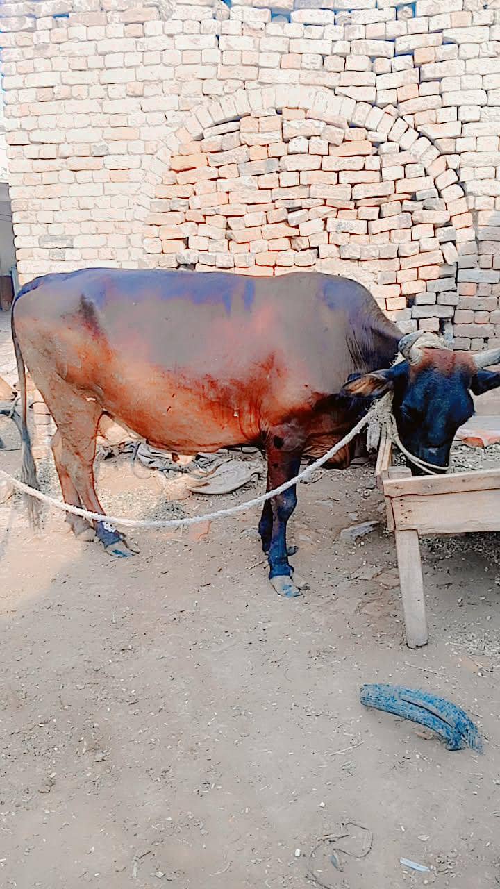 cowss 1