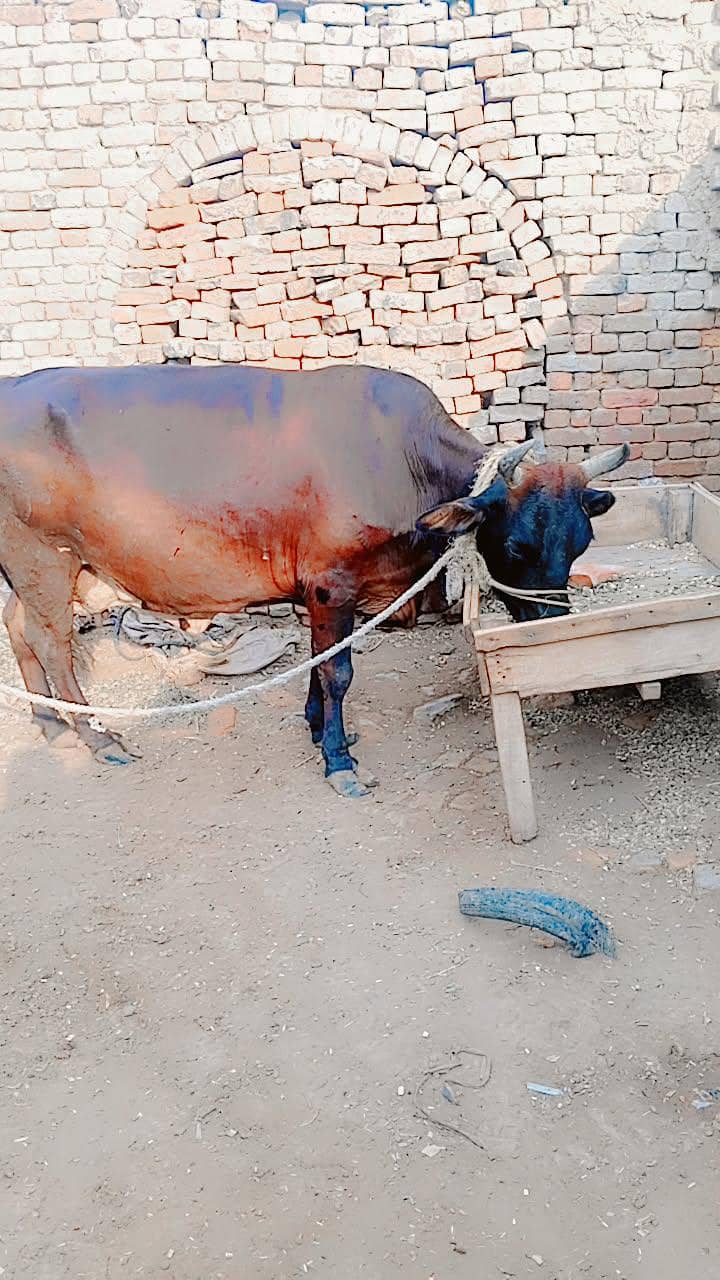 cowss 2