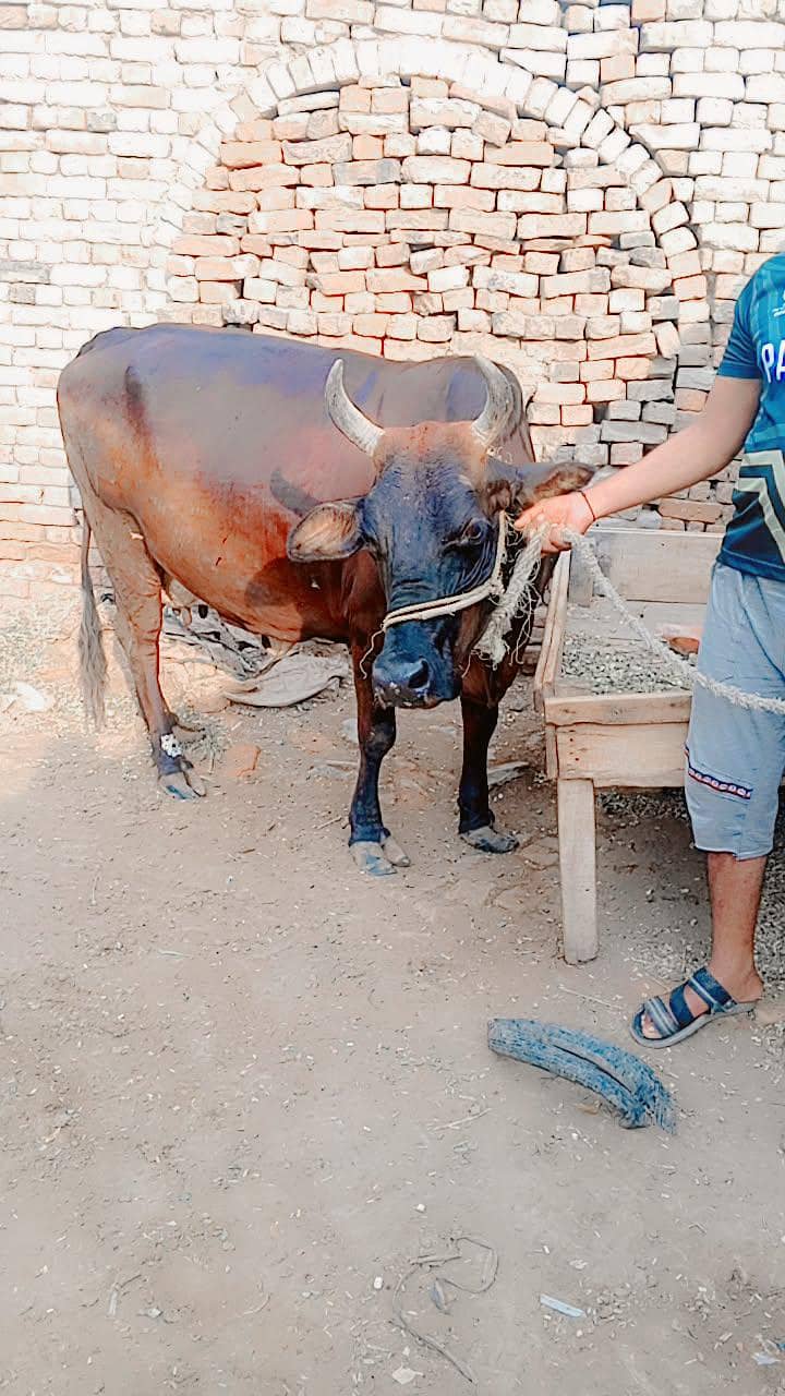 cowss 3
