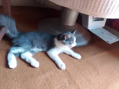 percian cat for sell grey and white most beautiful cat
