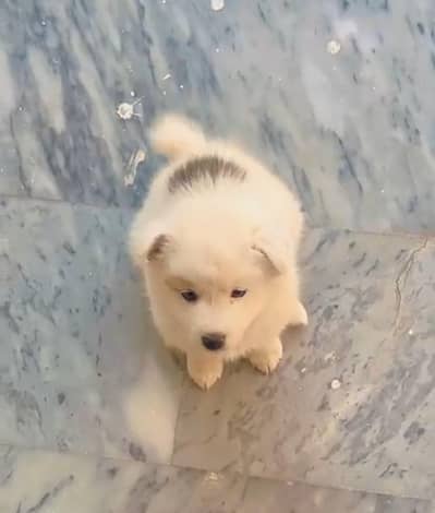 dog for sale Russian and husky mix bread triple coat