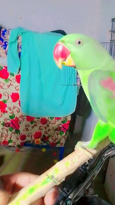 kashmiri raw parrot pair for sale