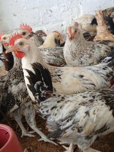 Murgay for sale. Golden misri | desi hens | austrolop | lohman brown