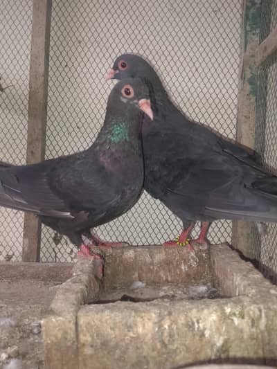 mena breedar pair
