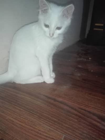 Persian cat very cute