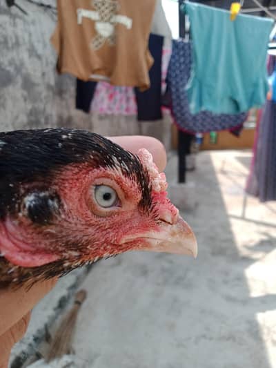 aseel medi for sale
