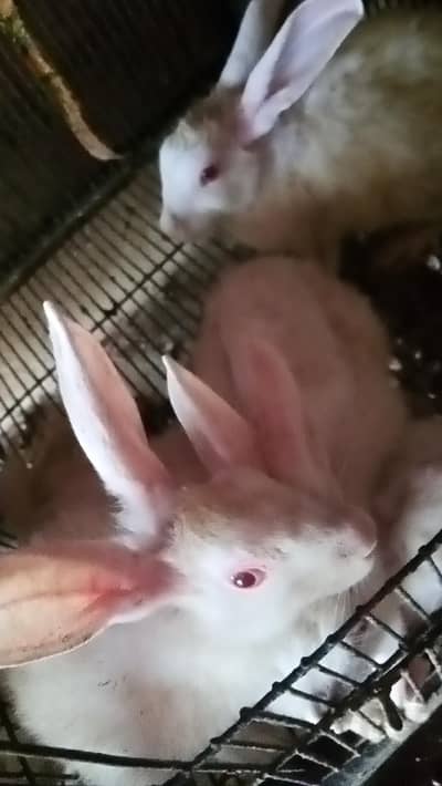 Red eye rabbits