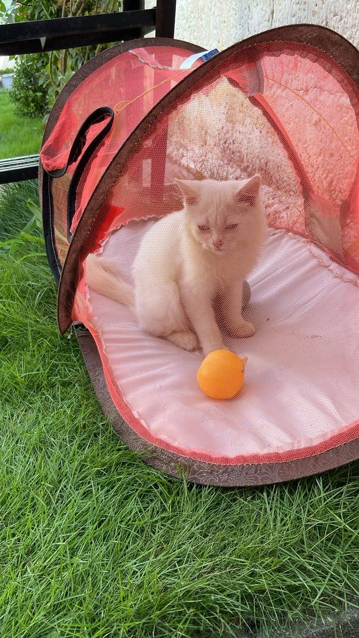 Cat( kitten) 0