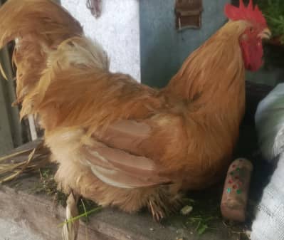 Golden Buff for sale