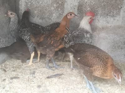 GOLDEN MISRI MALE & FEMALE
