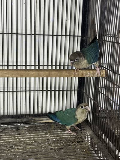 Blue turquoise white foot  conure pair and blue cinnamon extra female