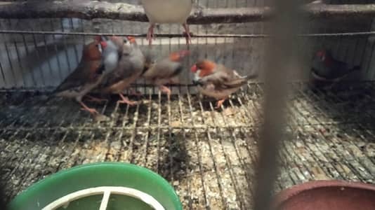 Exi mutational finches