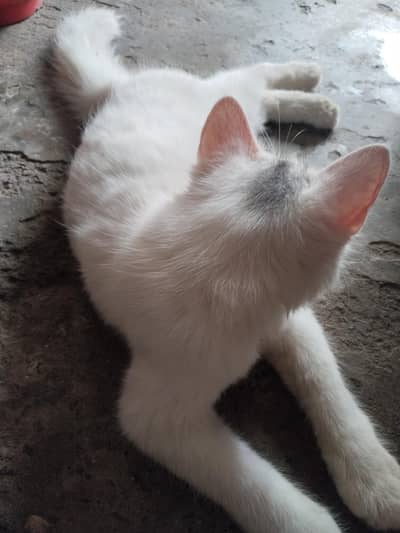 white Turkish angora. . . . or 2 black grey mix breed