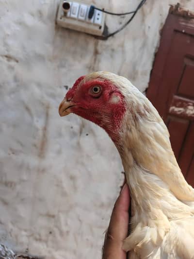 Shamo females for sale