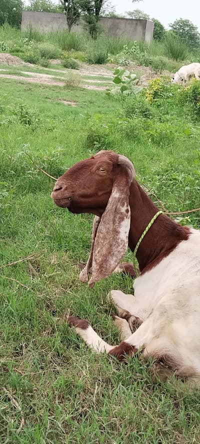  Pure Desi & Beetal Goat for Sale | Healthy & Active