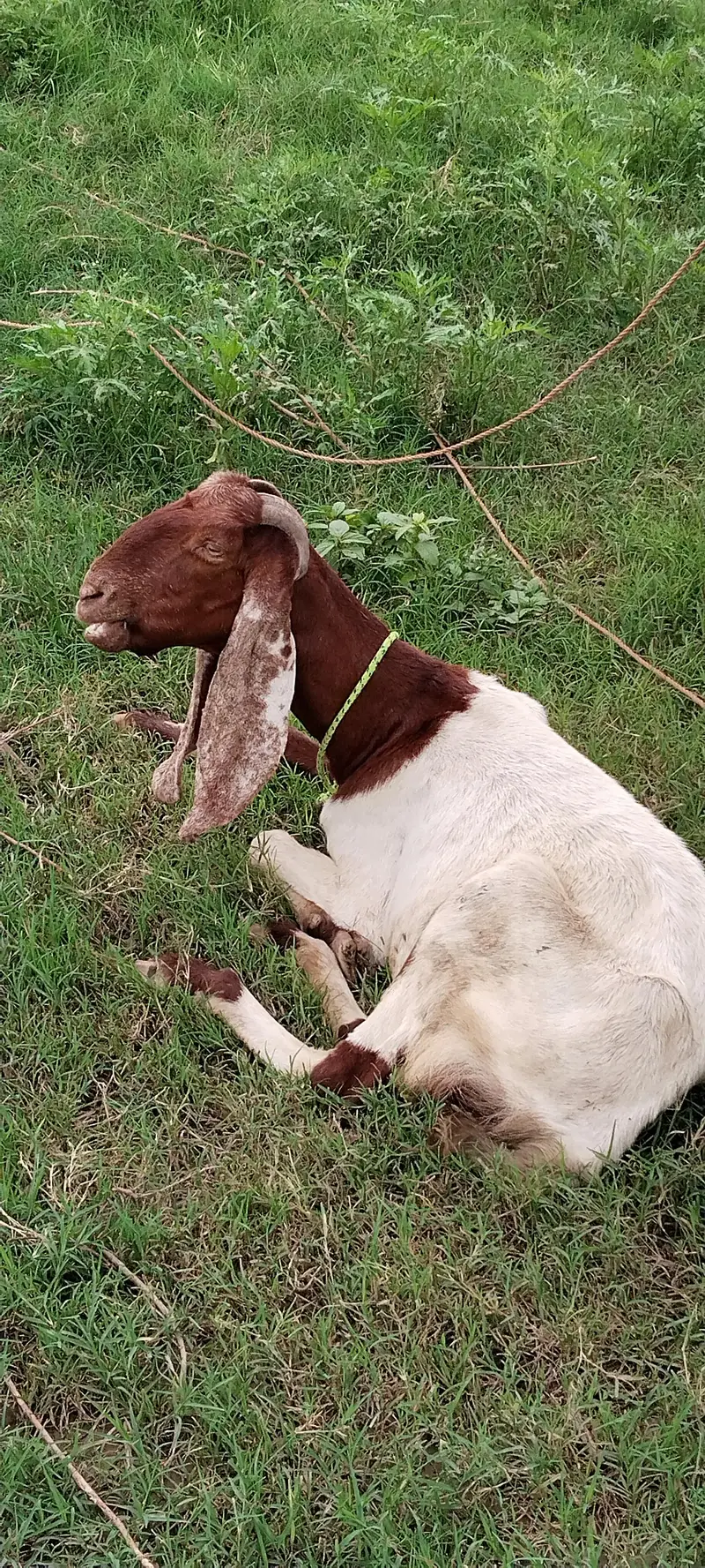  Pure Desi & Beetal Goat for Sale | Healthy & Active — photo 2