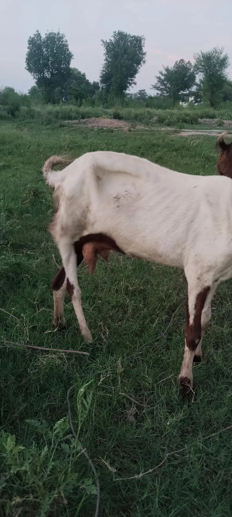  Pure Desi & Beetal Goat for Sale | Healthy & Active — photo 3