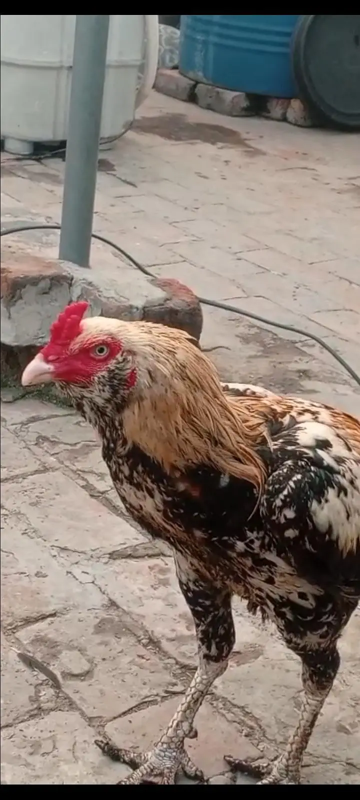 Aseel hen for sale — photo 3