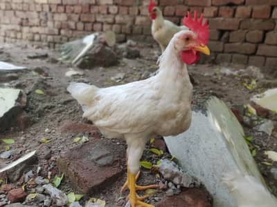 6 Brailer Males for sale 10/10 Full Healthy Active