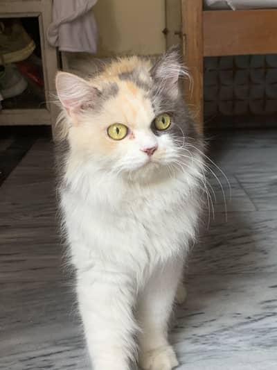 BROWN AND GREY PERSIAN FEMALE CAT