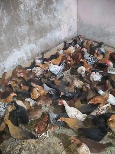 golden misri and Australorps