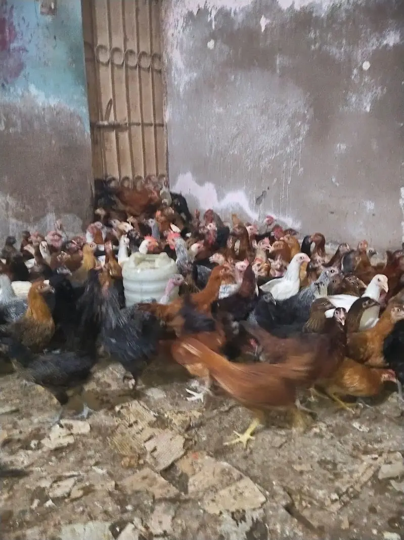 golden misri and Australorps — photo 2