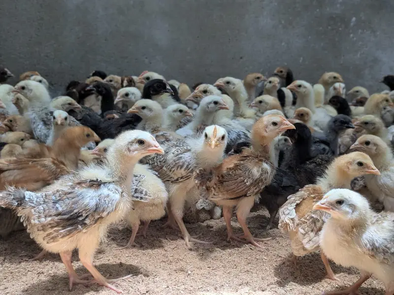 golden misri and Australorps — photo 3