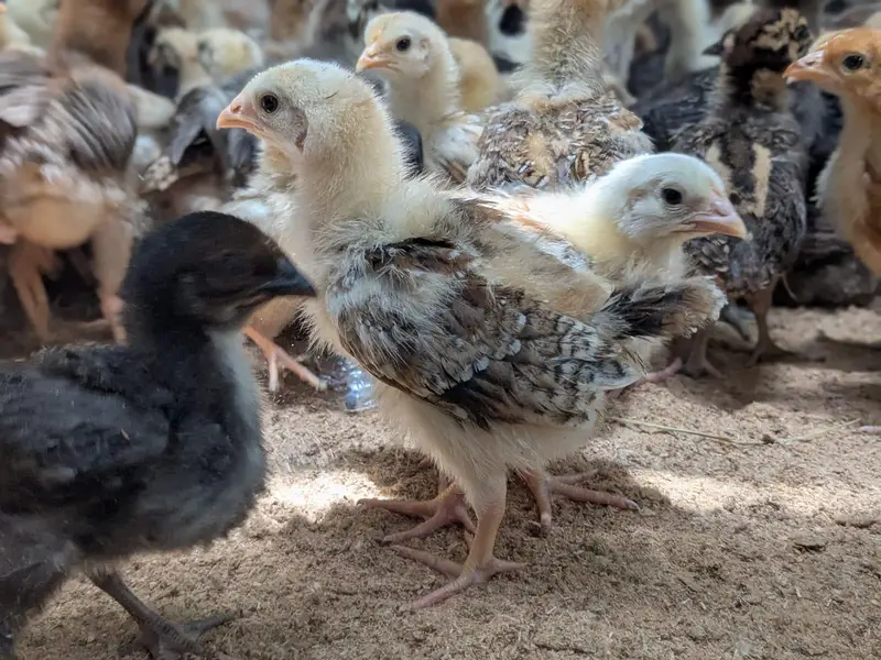 golden misri and Australorps — photo 4