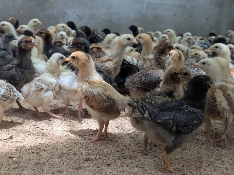 golden misri and Australorps — photo 5