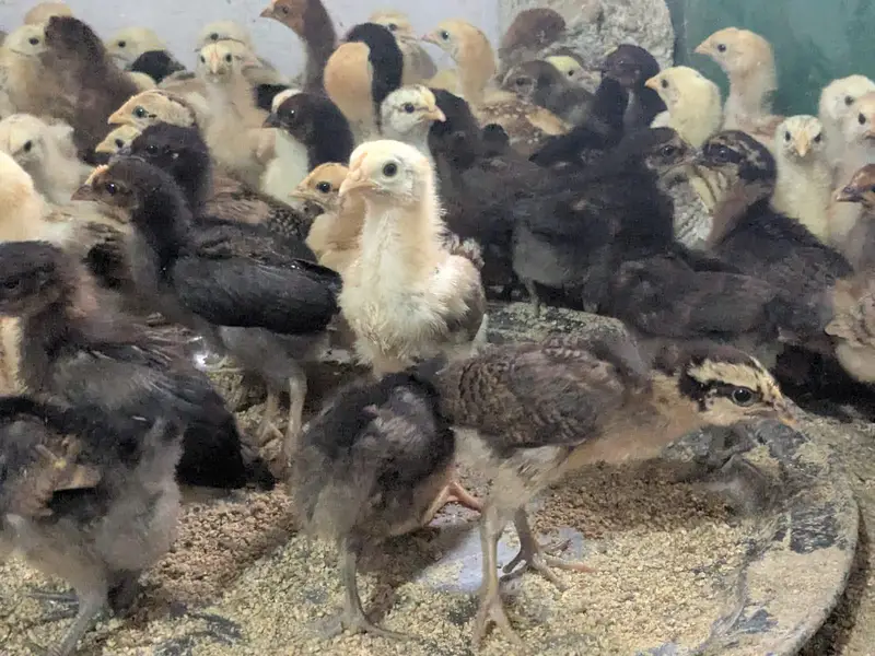 golden misri and Australorps — photo 7