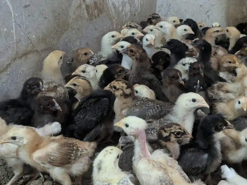 golden misri and Australorps — photo 8