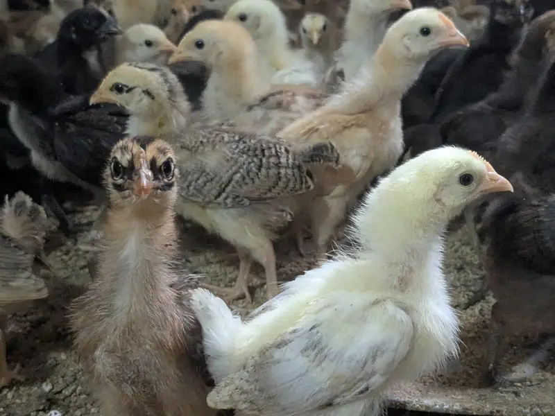 golden misri and Australorps — photo 9
