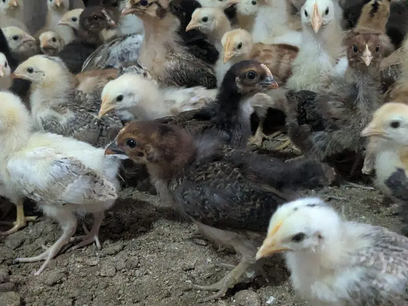 golden misri and Australorps — photo 10