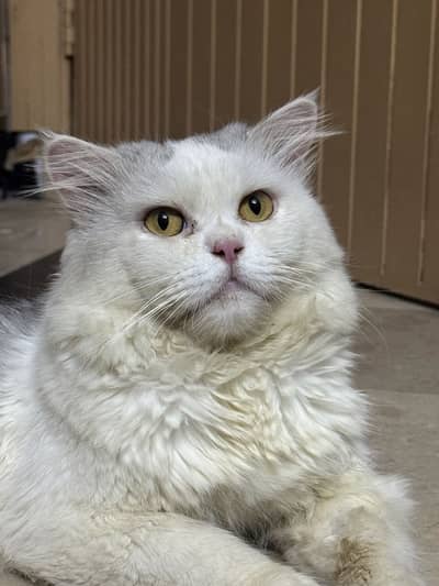Persian Cat for Sell