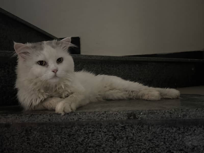 Persian Cat 1