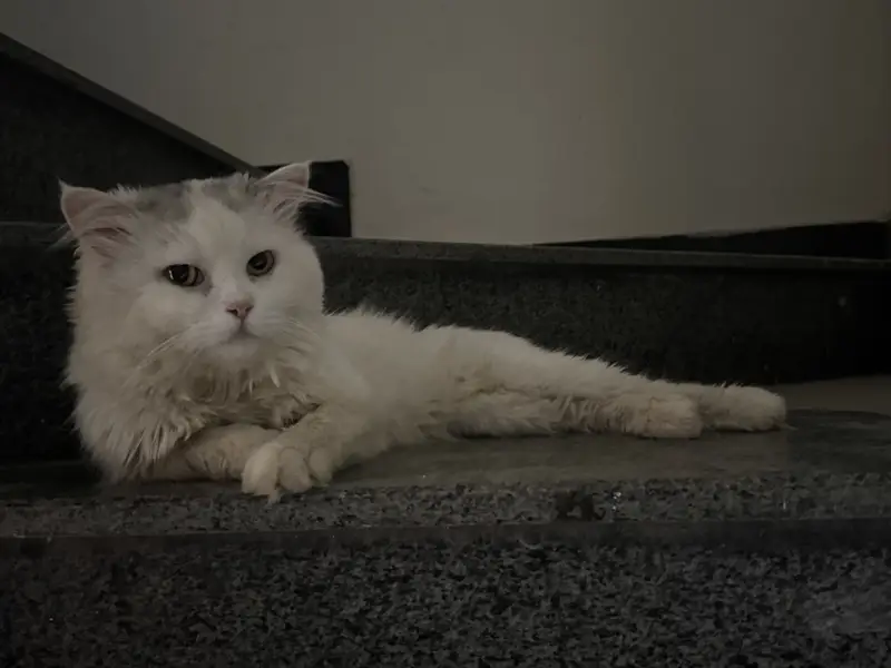 Persian Cat for Sell — photo 2