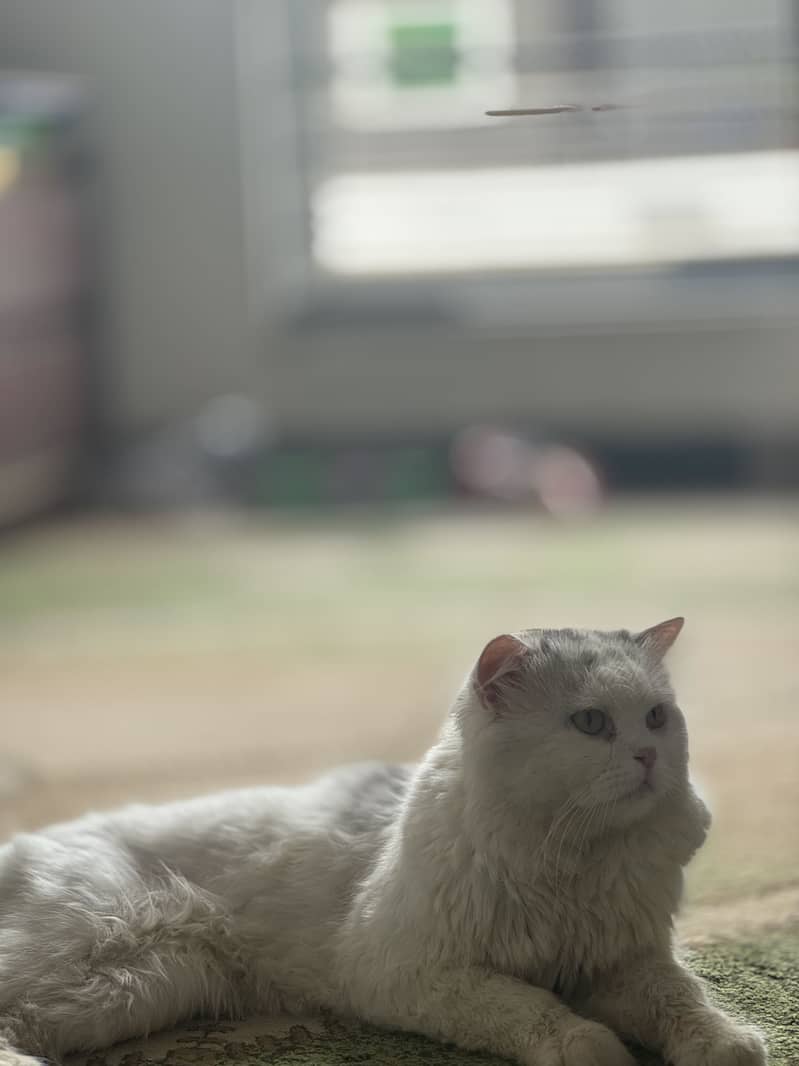 Persian Cat 2