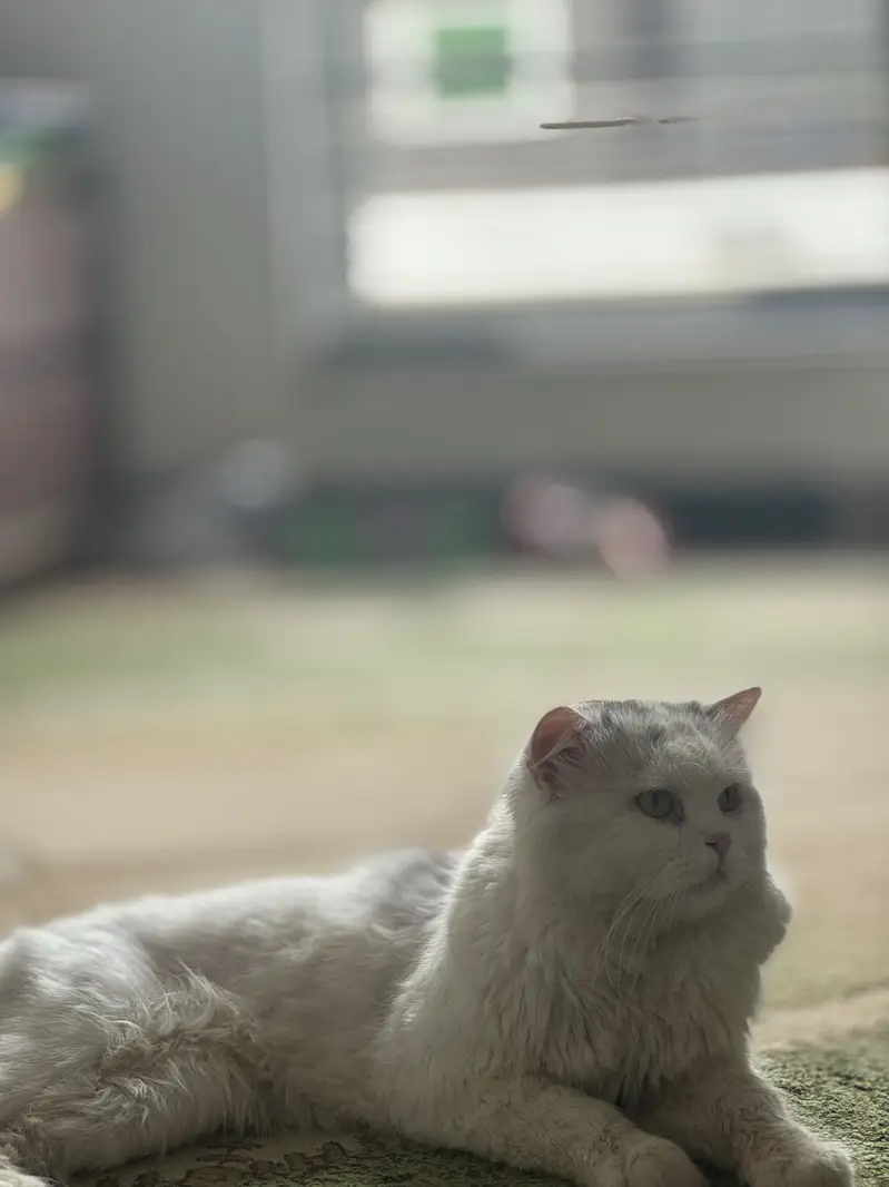 Persian Cat for Sell — photo 3