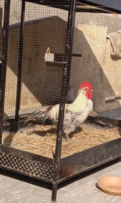 Iron Cage for Sale