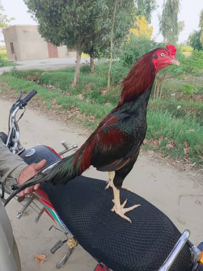 Original Mianwali Aseel murga