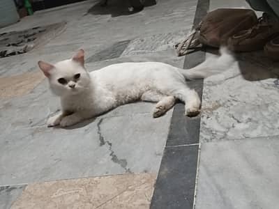 double cor Persian cat