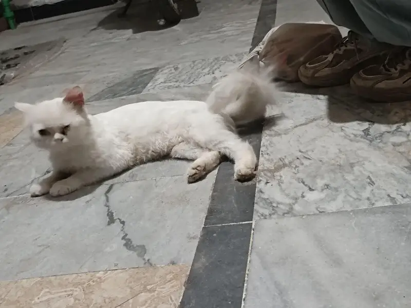 double cor Persian cat — photo 2